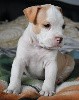  - Chiots American Staffordshire Terrier (amstaff) dispo