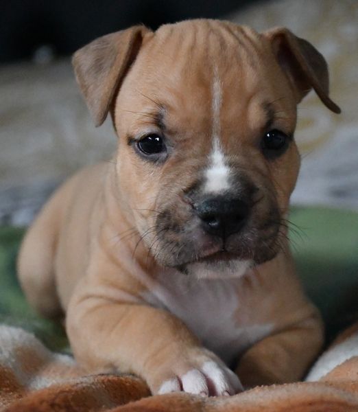 Vulcain's Canaille - Chiot disponible  - American Staffordshire Terrier