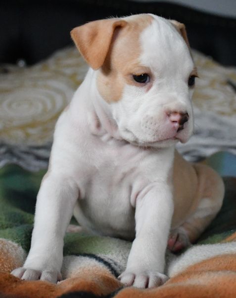 Vulcain's Canaille - Chiot disponible  - American Staffordshire Terrier