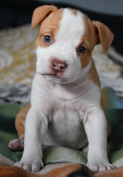 Vulcain's Canaille - Chiot disponible  - American Staffordshire Terrier