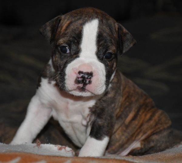 Vulcain's Canaille - Chiot disponible  - American Staffordshire Terrier
