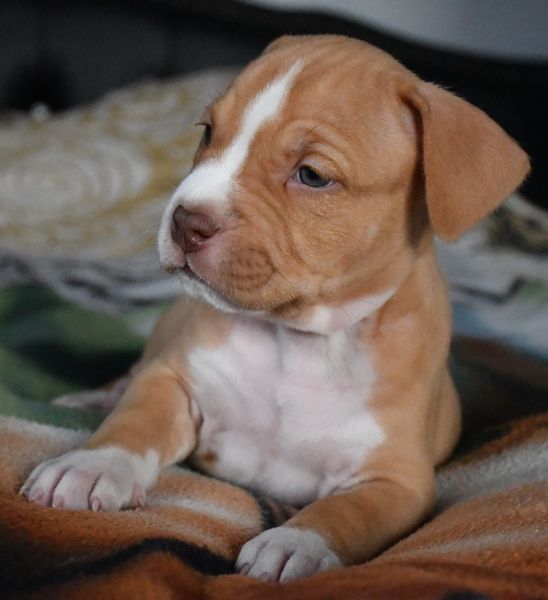 Vulcain's Canaille - Chiot disponible  - American Staffordshire Terrier