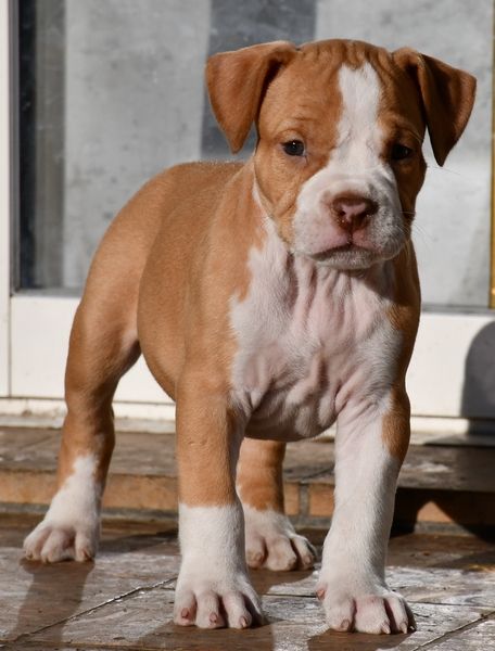 Vulcain's Canaille - Chiot disponible  - American Staffordshire Terrier