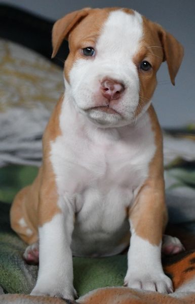 Vulcain's Canaille - Chiot disponible  - American Staffordshire Terrier