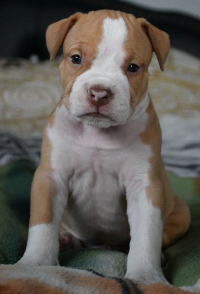 Vulcain's Canaille - Chiot disponible  - American Staffordshire Terrier