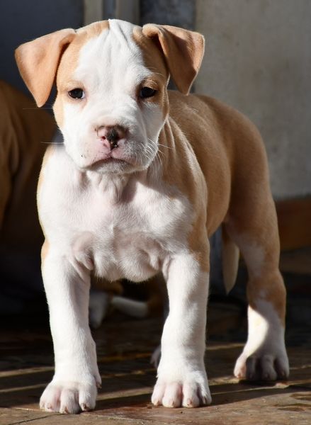 Vulcain's Canaille - Chiot disponible  - American Staffordshire Terrier