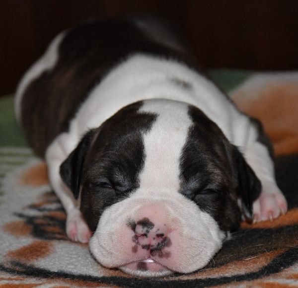 Vulcain's Canaille - Chiot disponible  - American Staffordshire Terrier