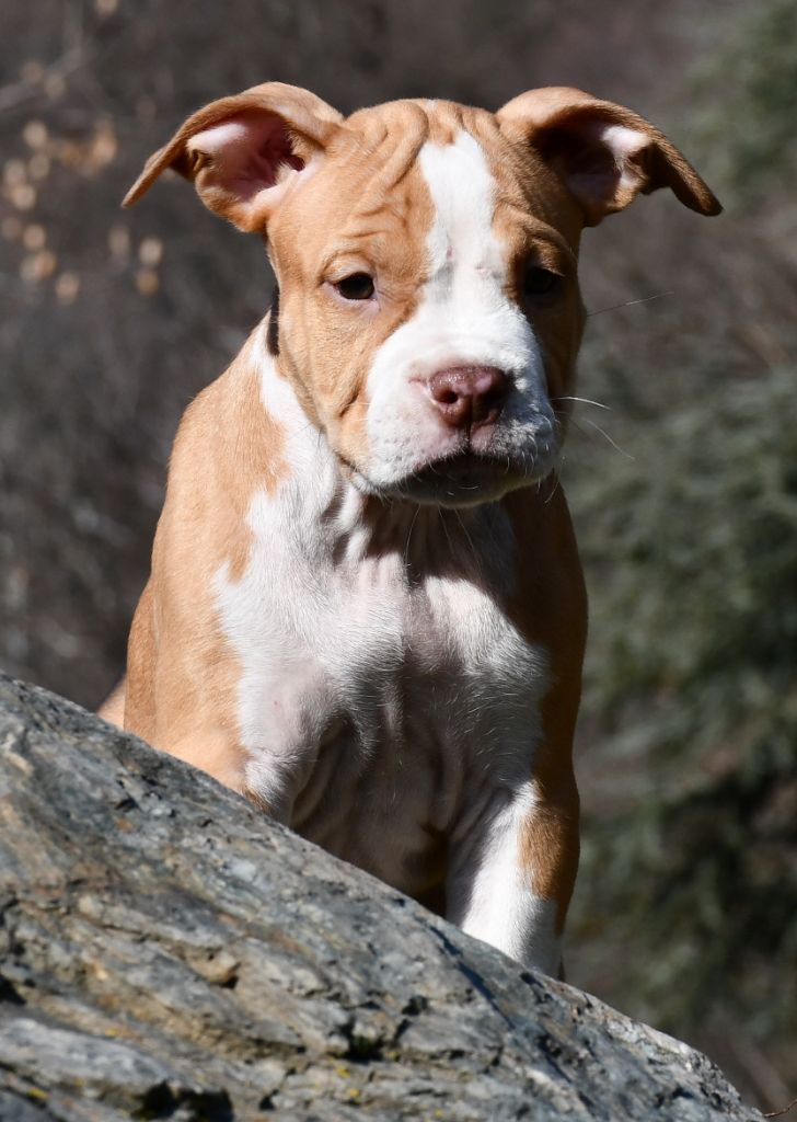 Vulcain's Canaille - Chiot disponible  - American Staffordshire Terrier