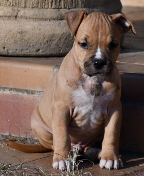 Vulcain's Canaille - Chiot disponible  - American Staffordshire Terrier