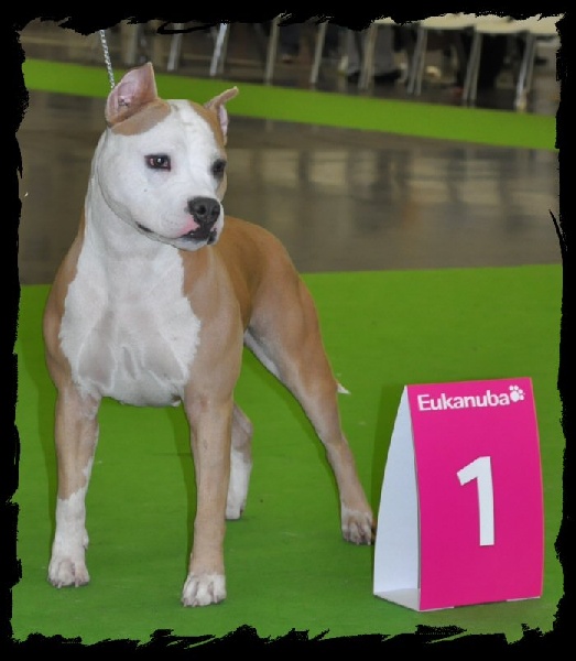 CH. Vulcain's Canaille Dizzy lizzy milkiwy