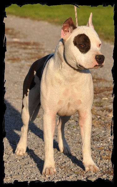Vulcain's Canaille Jr apocalyptique success & prestige