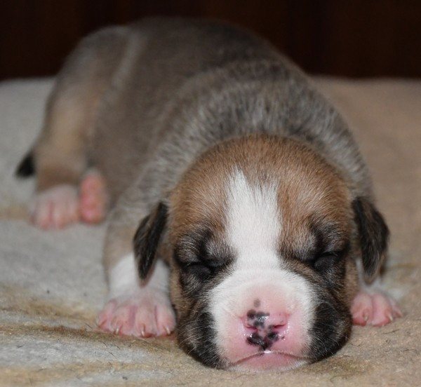 Chiots American Staffordshire Terrier (amstaff) disponible