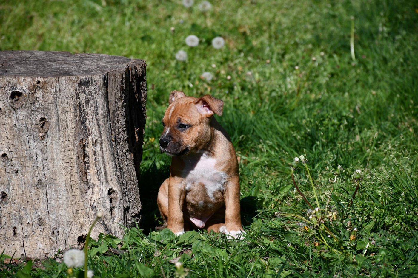 Chiots American Staffordshire Terrier (amstaff) disponible