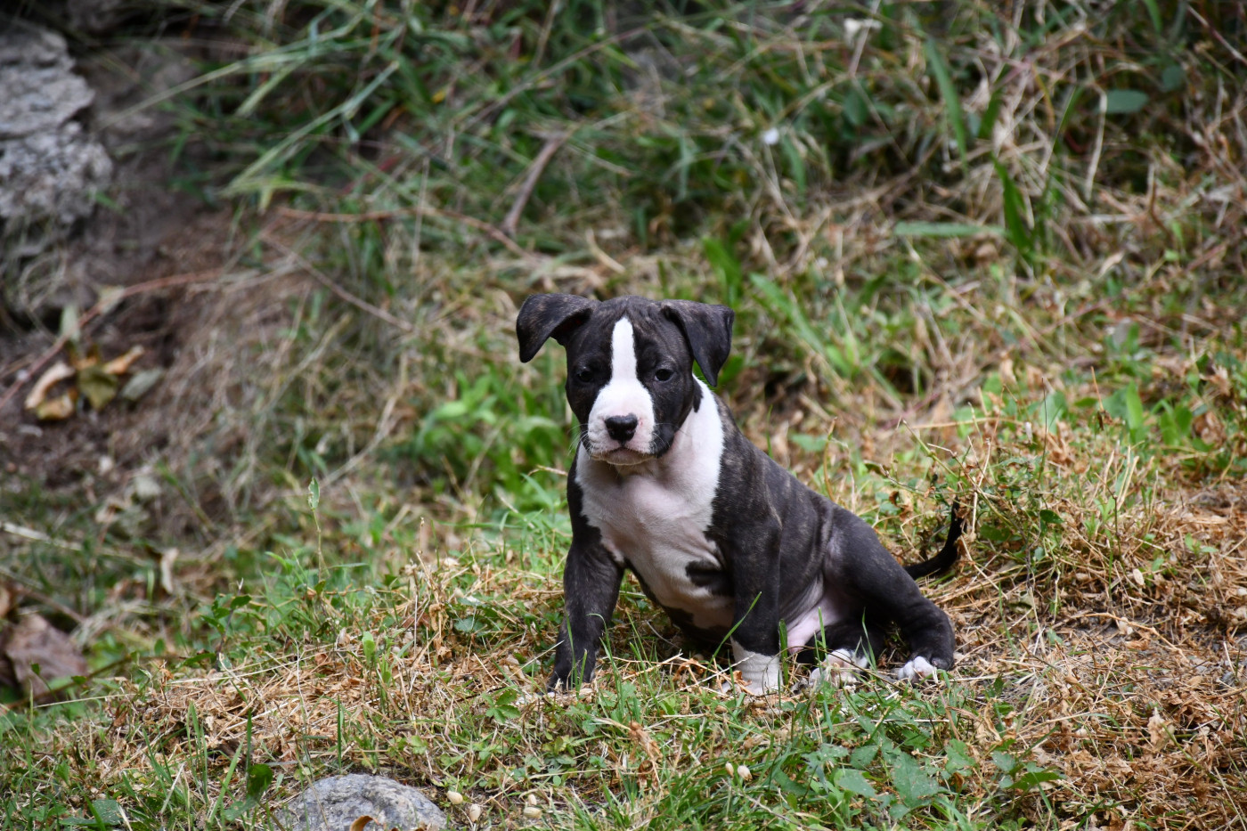 Chiots American Staffordshire Terrier (amstaff) disponible