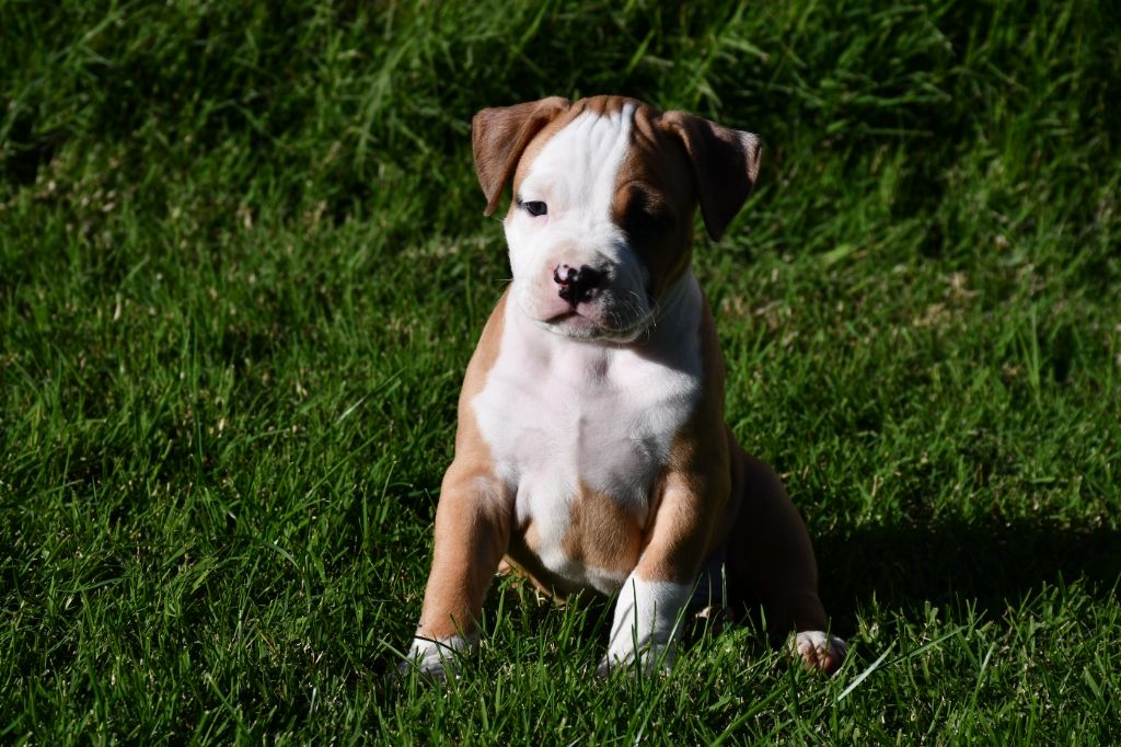 Chiots American Staffordshire Terrier (amstaff) dispo