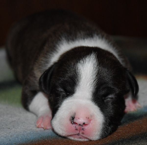 Vulcain's Canaille - Chiots disponibles - American Staffordshire Terrier