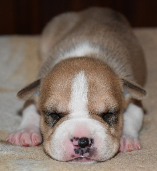 Vulcain's Canaille - Chiots disponibles - American Staffordshire Terrier