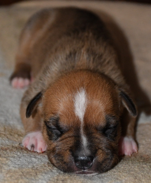 Vulcain's Canaille - Chiots disponibles - American Staffordshire Terrier