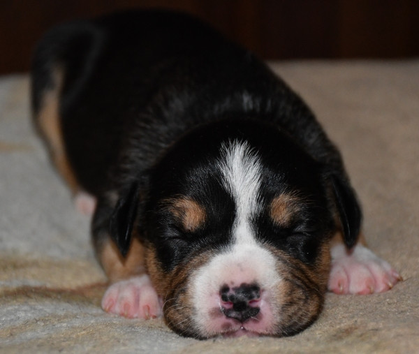 Vulcain's Canaille - Chiots disponibles - American Staffordshire Terrier