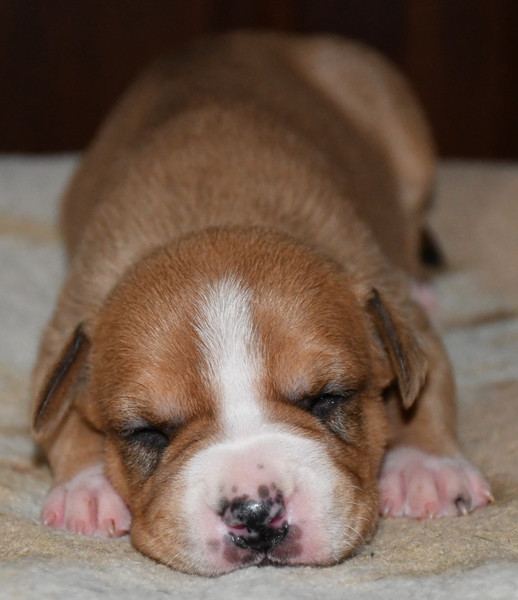 Vulcain's Canaille - Chiots disponibles - American Staffordshire Terrier