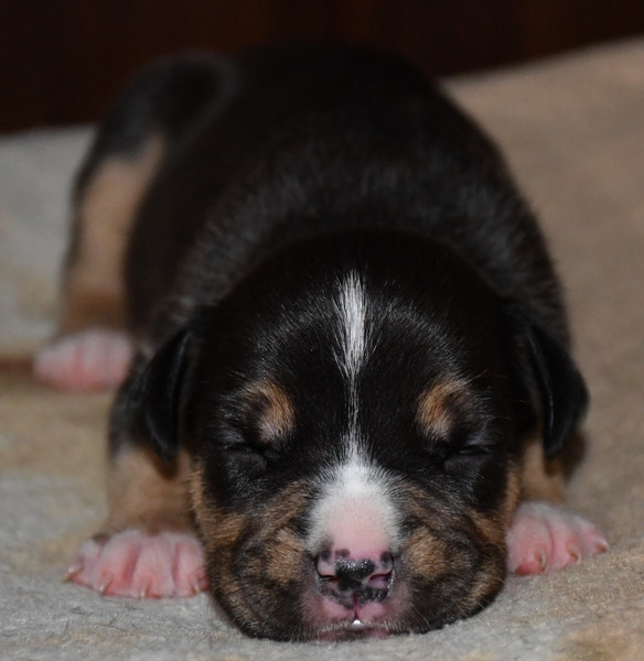 Vulcain's Canaille - Chiots disponibles - American Staffordshire Terrier