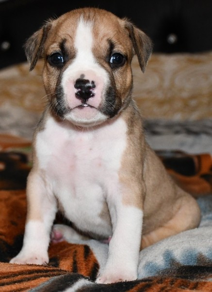 Vulcain's Canaille - Chiots disponibles - American Staffordshire Terrier