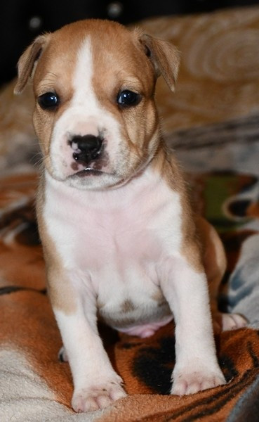Vulcain's Canaille - Chiots disponibles - American Staffordshire Terrier