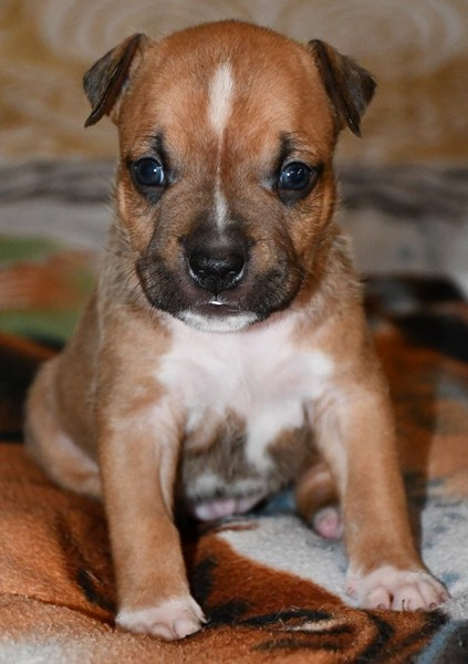 Vulcain's Canaille - Chiots disponibles - American Staffordshire Terrier