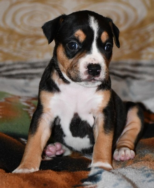 Vulcain's Canaille - Chiots disponibles - American Staffordshire Terrier