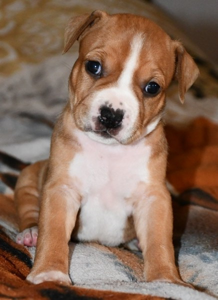 Vulcain's Canaille - Chiots disponibles - American Staffordshire Terrier