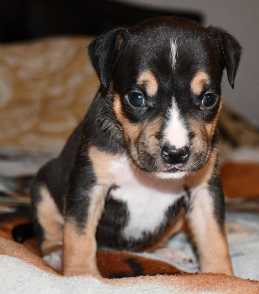 Vulcain's Canaille - Chiots disponibles - American Staffordshire Terrier