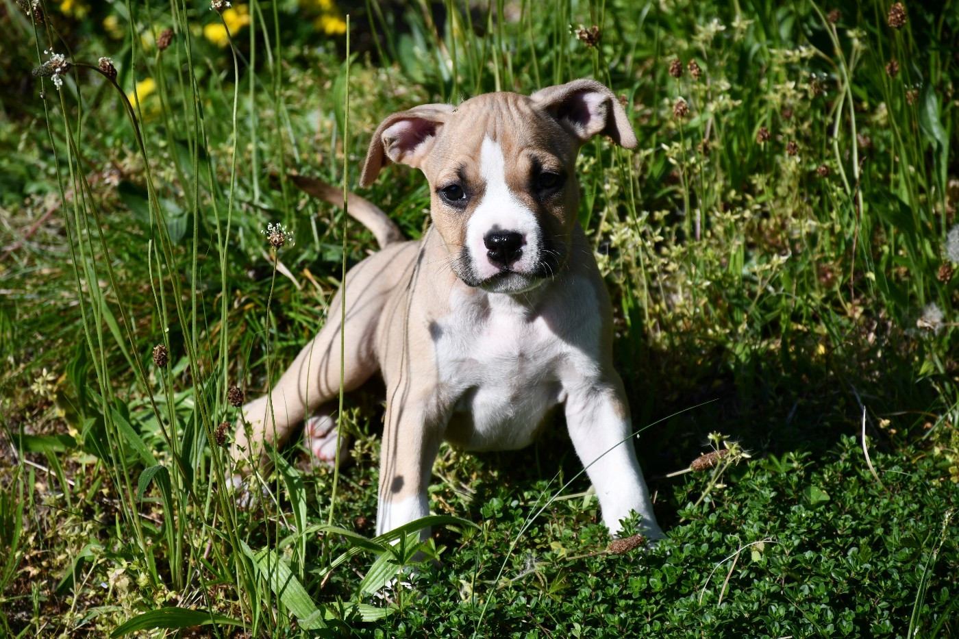 Vulcain's Canaille - Chiots disponibles - American Staffordshire Terrier