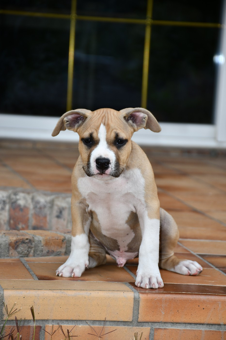 Vulcain's Canaille - Chiots disponibles - American Staffordshire Terrier