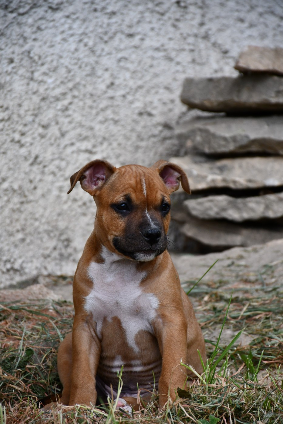Vulcain's Canaille - Chiots disponibles - American Staffordshire Terrier