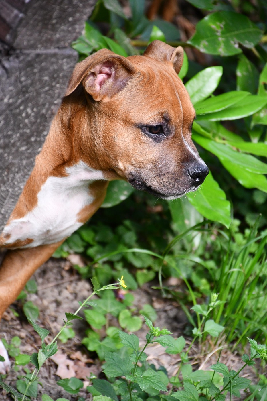 Vulcain's Canaille - Chiots disponibles - American Staffordshire Terrier