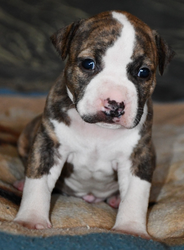 Vulcain's Canaille - Chiots disponibles - American Staffordshire Terrier