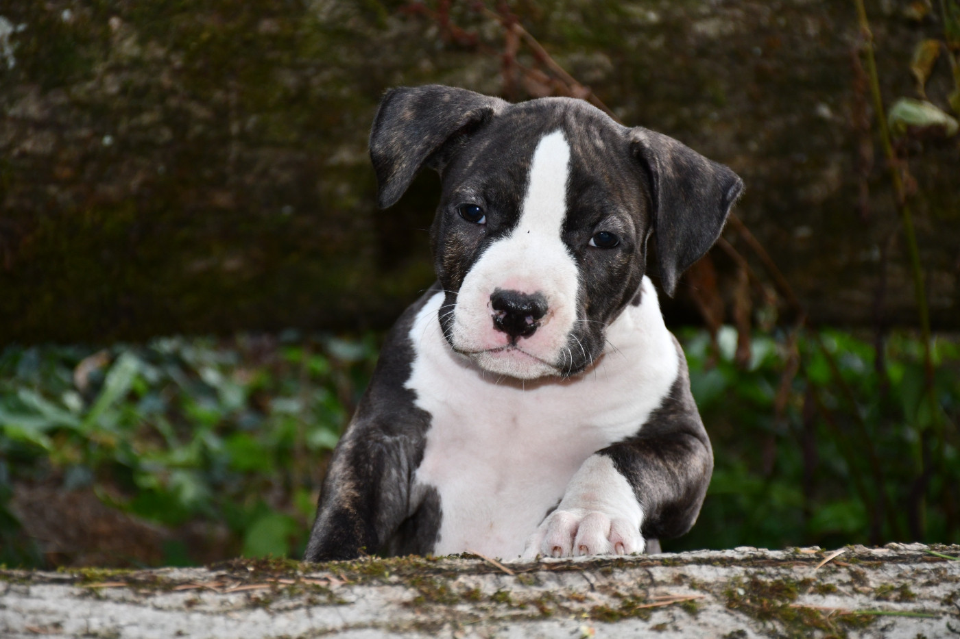 Vulcain's Canaille - Chiots disponibles - American Staffordshire Terrier