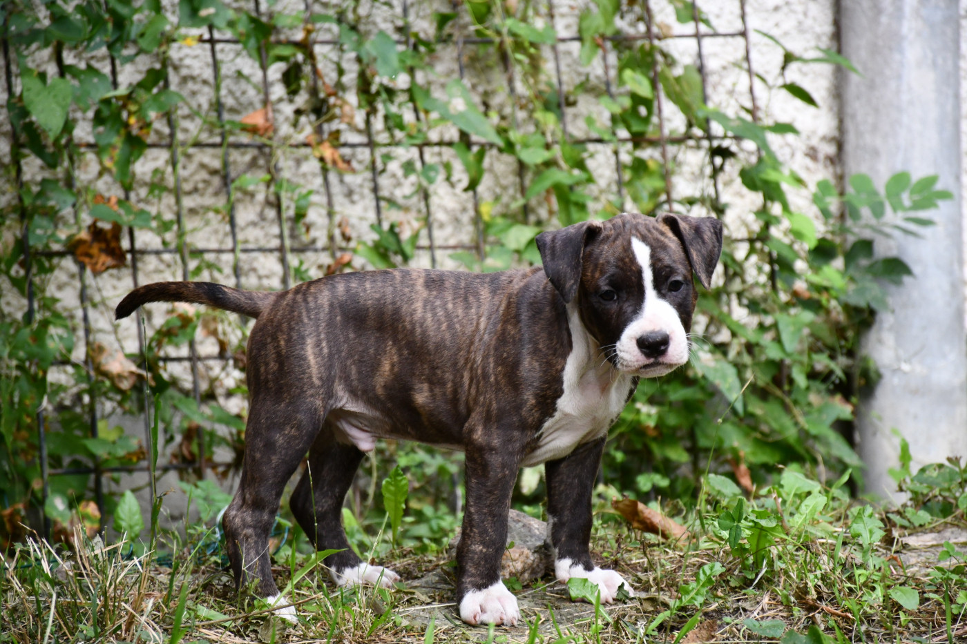 Vulcain's Canaille - Chiots disponibles - American Staffordshire Terrier