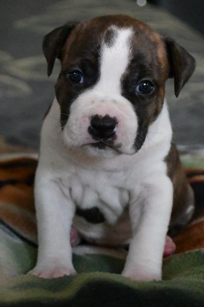 Vulcain's Canaille - Chiots disponibles - American Staffordshire Terrier