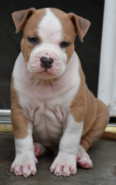 Vulcain's Canaille - Chiots disponibles - American Staffordshire Terrier