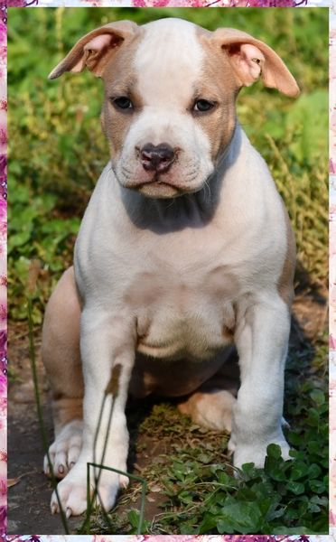 Vulcain's Canaille - Chiots disponibles - American Staffordshire Terrier