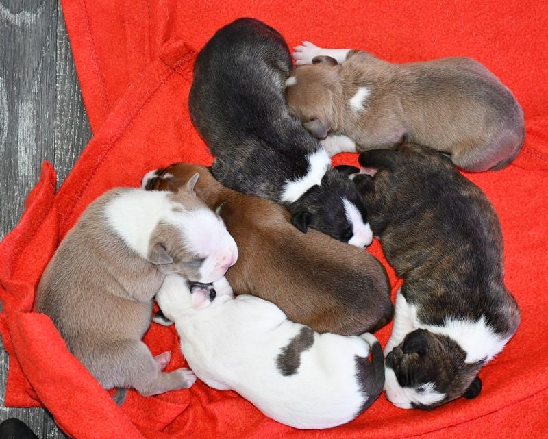 Chiot American Staffordshire Terrier Vulcain's Canaille
