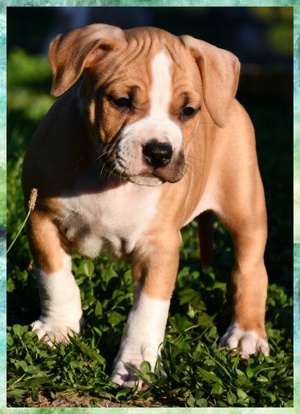 Vulcain's Canaille - Chiots disponibles - American Staffordshire Terrier