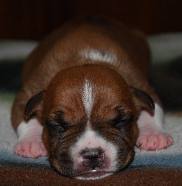 Vulcain's Canaille - Chiots disponibles - American Staffordshire Terrier
