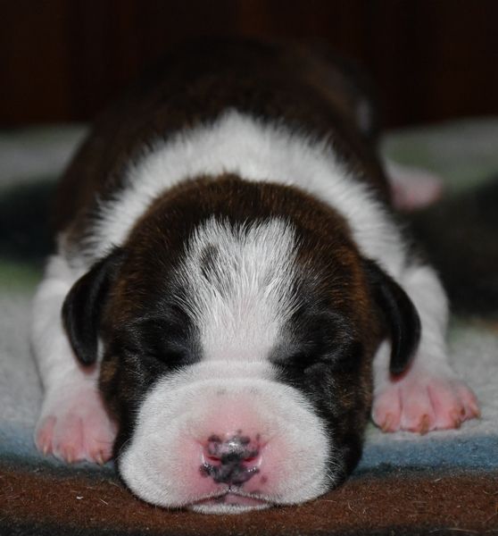 Vulcain's Canaille - Chiots disponibles - American Staffordshire Terrier