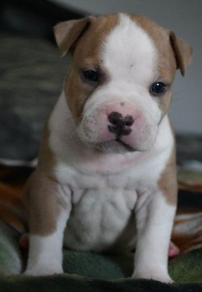 Vulcain's Canaille - Chiots disponibles - American Staffordshire Terrier