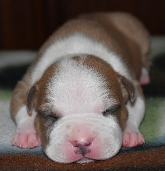 Vulcain's Canaille - Chiots disponibles - American Staffordshire Terrier