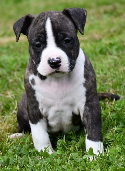 Vulcain's Canaille - Chiots disponibles - American Staffordshire Terrier