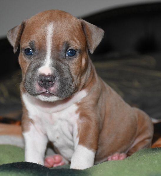 Vulcain's Canaille - Chiots disponibles - American Staffordshire Terrier