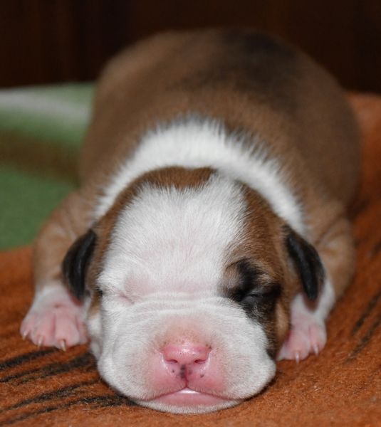 Vulcain's Canaille - Chiots disponibles - American Staffordshire Terrier